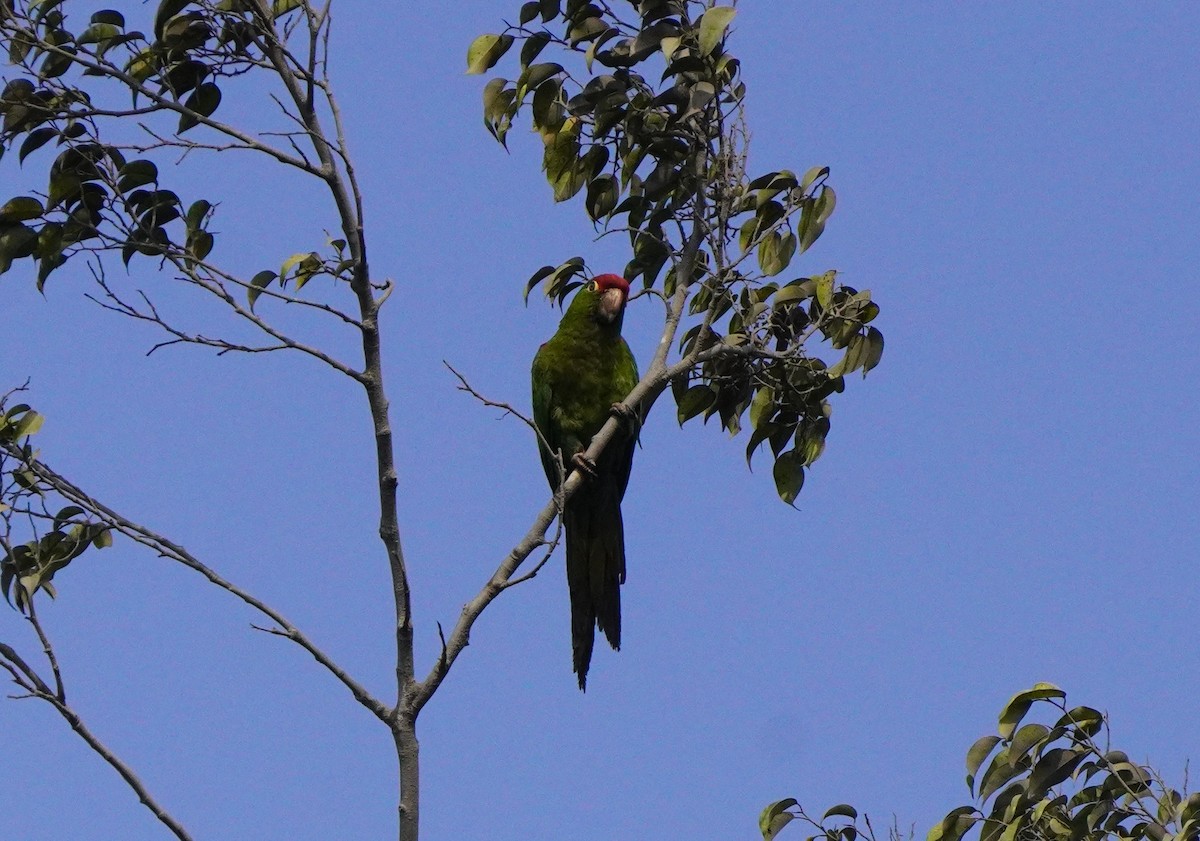 Cordilleran Parakeet - ML638561371
