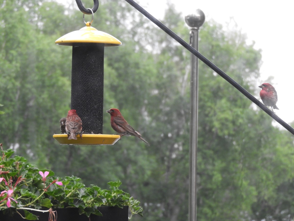 Purple Finch - ML638561372
