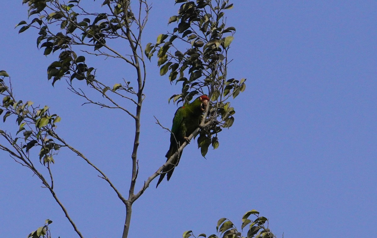Cordilleran Parakeet - ML638561373
