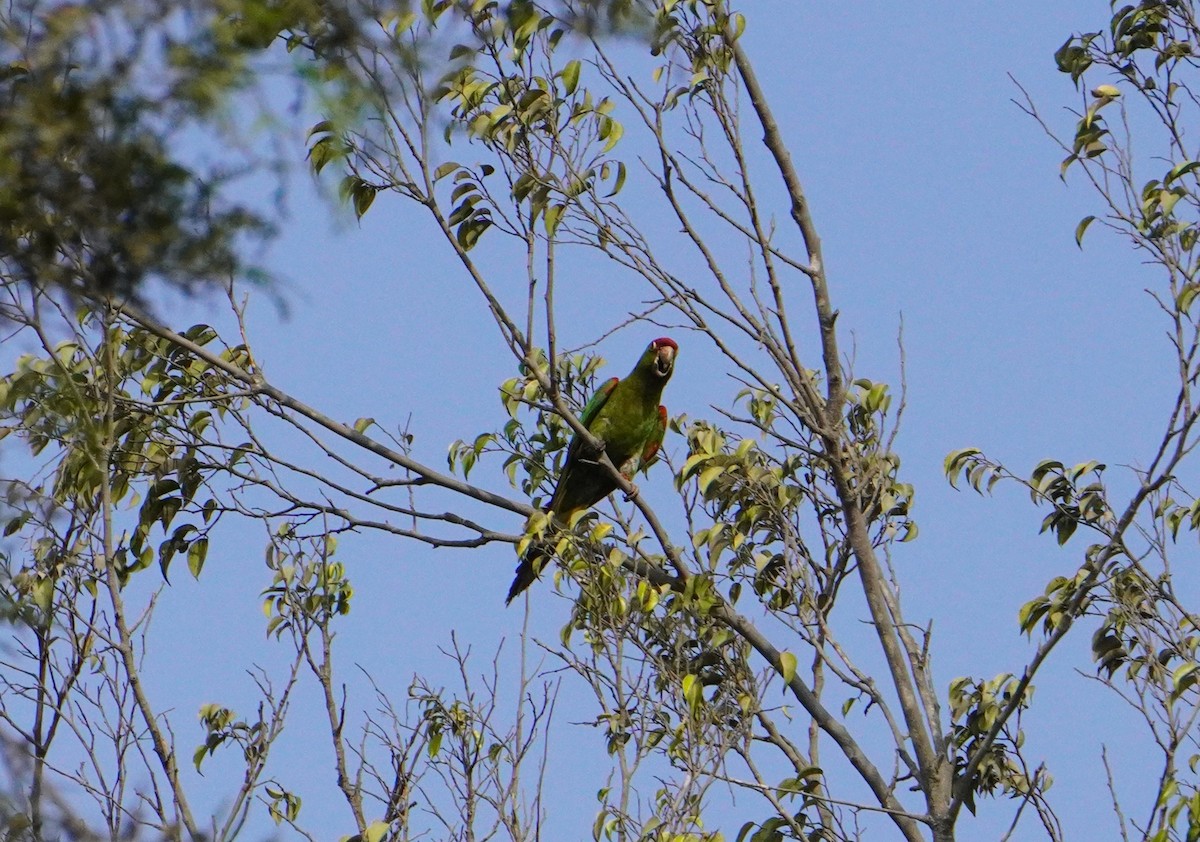 Cordilleran Parakeet - ML638561374