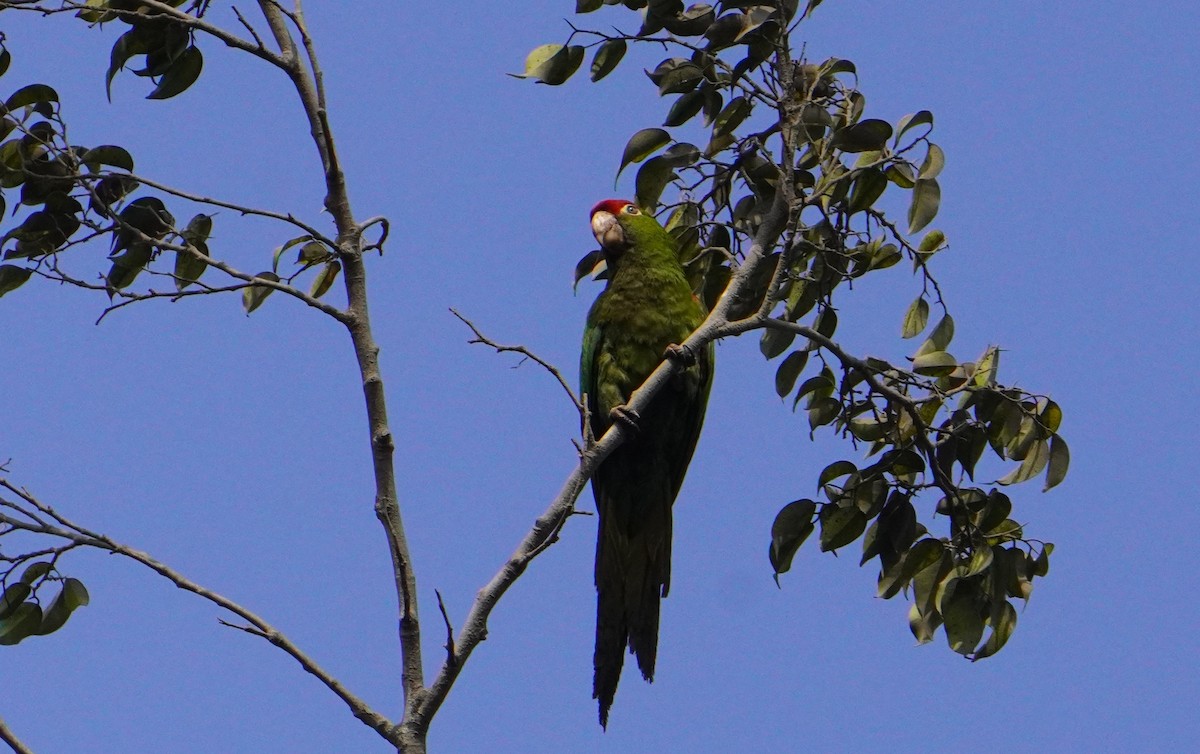 Cordilleran Parakeet - ML638561375
