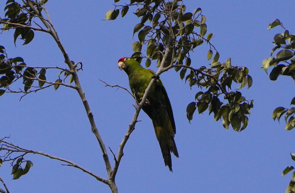 Cordilleran Parakeet - ML638561377