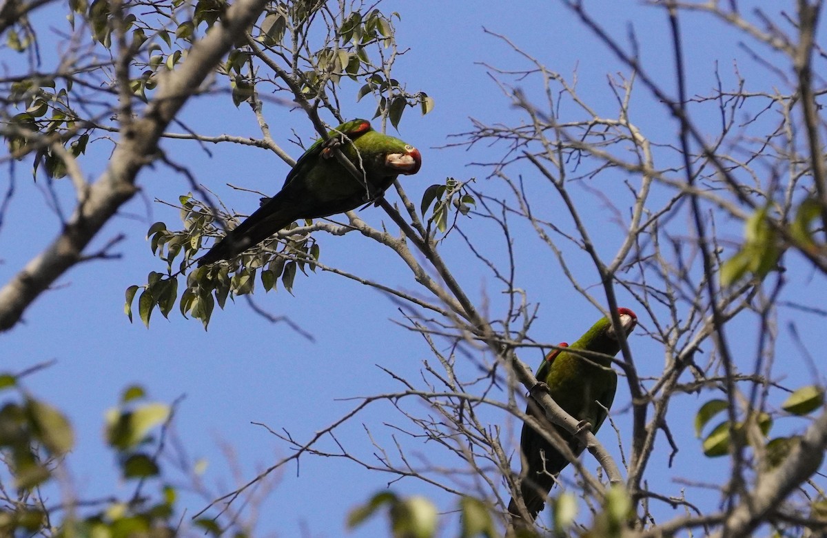 Cordilleran Parakeet - ML638561378