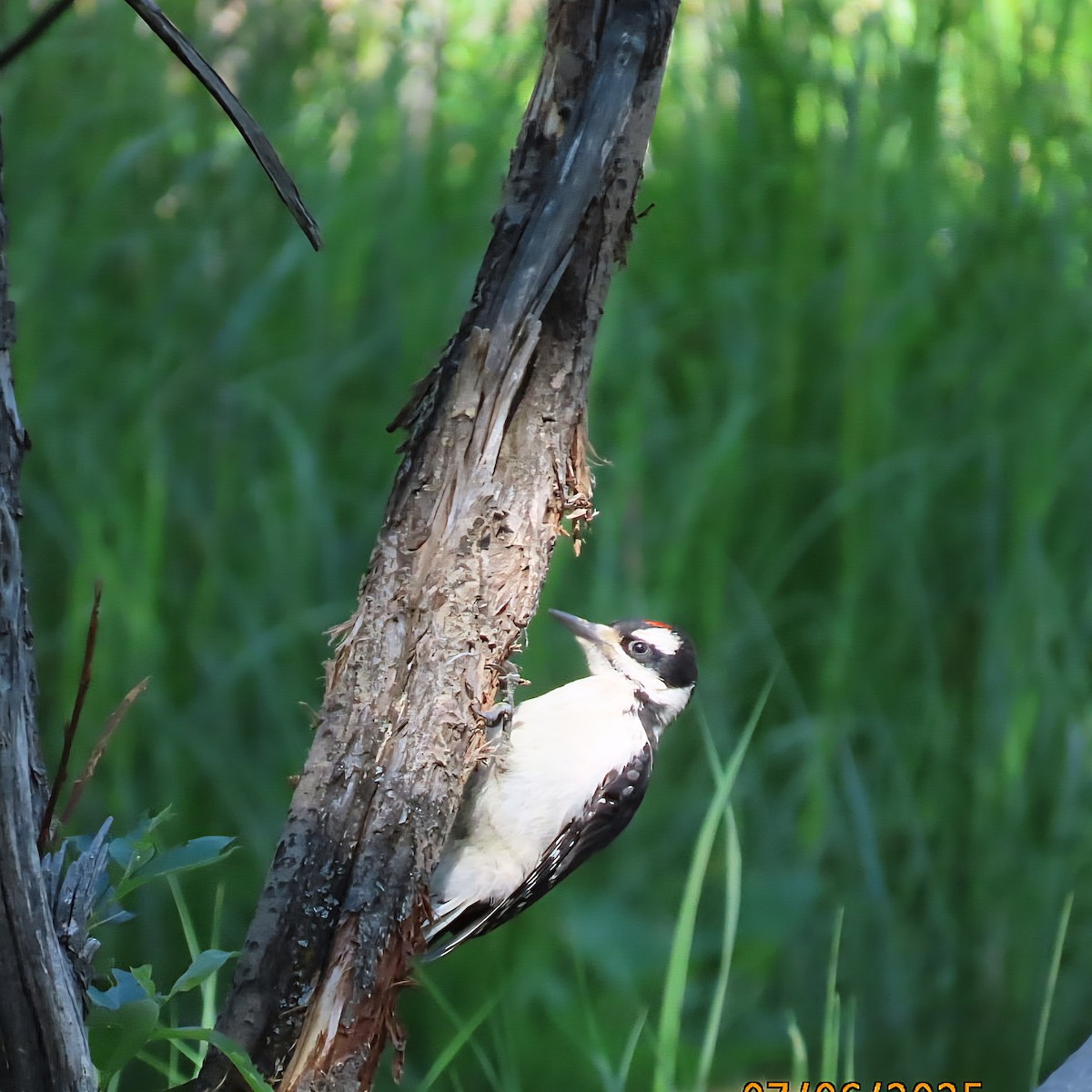 Hairy Woodpecker - ML638561380