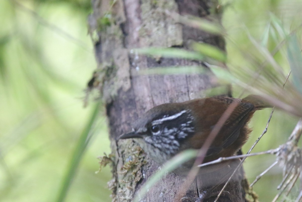 Hermit Wood-Wren - ML638561381