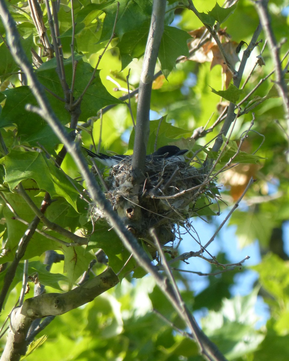 Eastern Kingbird - ML638561383
