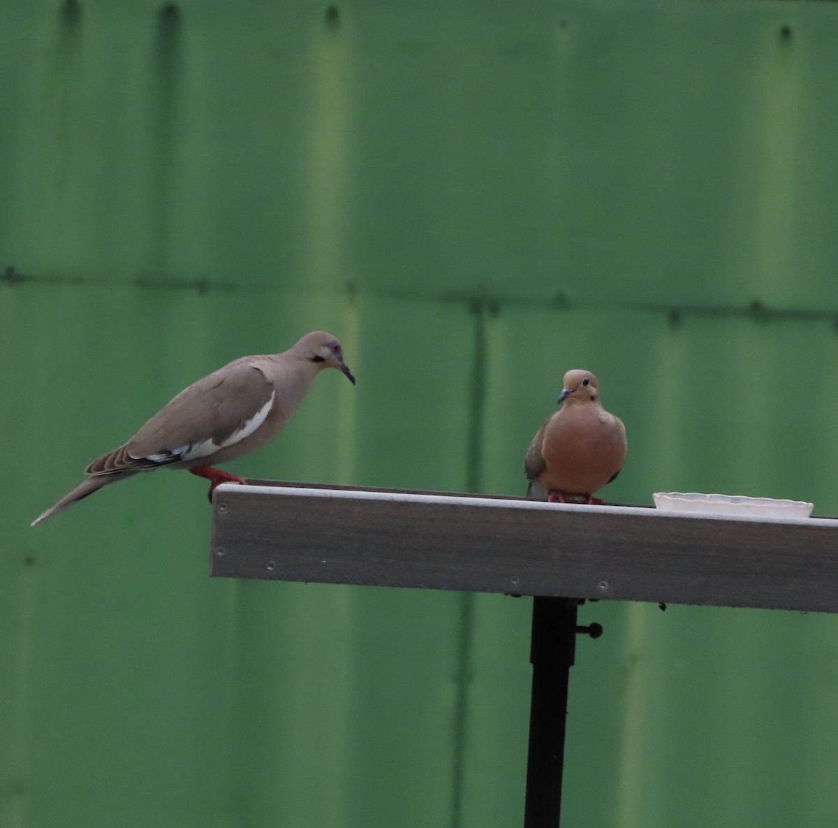 White-winged Dove - ML638561384