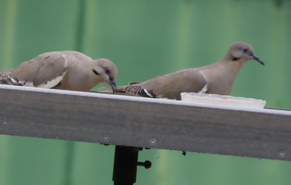 White-winged Dove - ML638561385