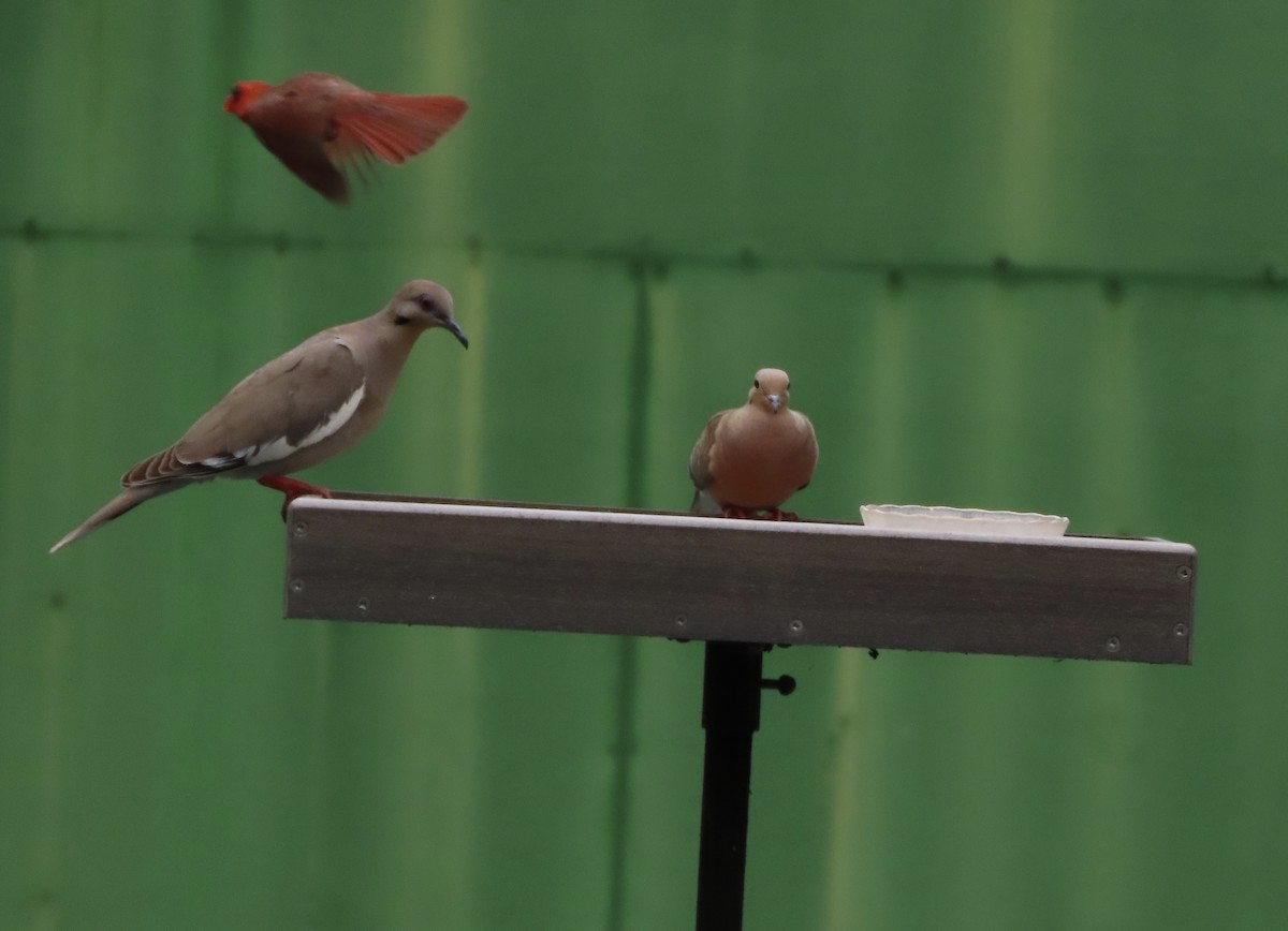 White-winged Dove - ML638561386