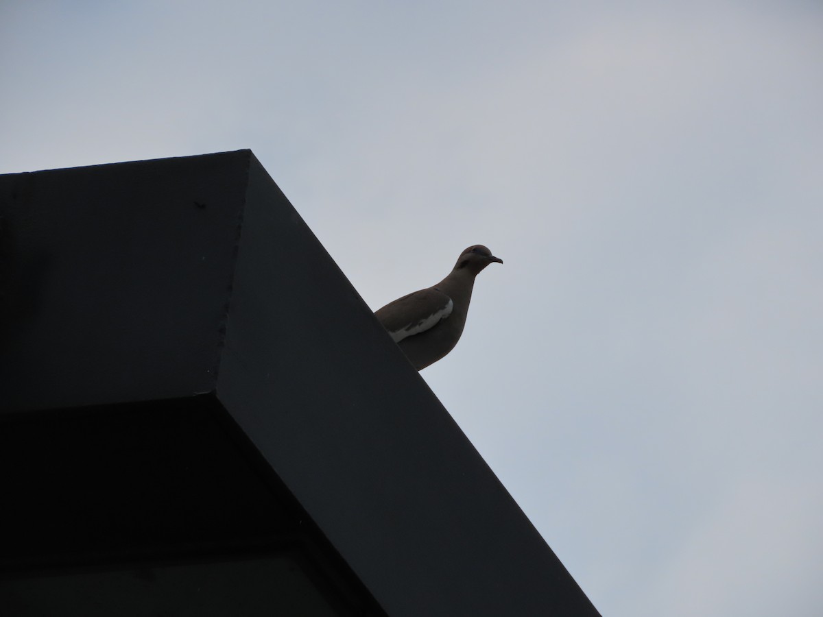 White-winged Dove - ML638561387