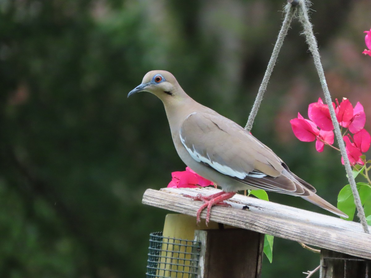 White-winged Dove - ML638561388