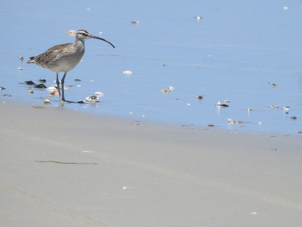 Whimbrel - ML638561389