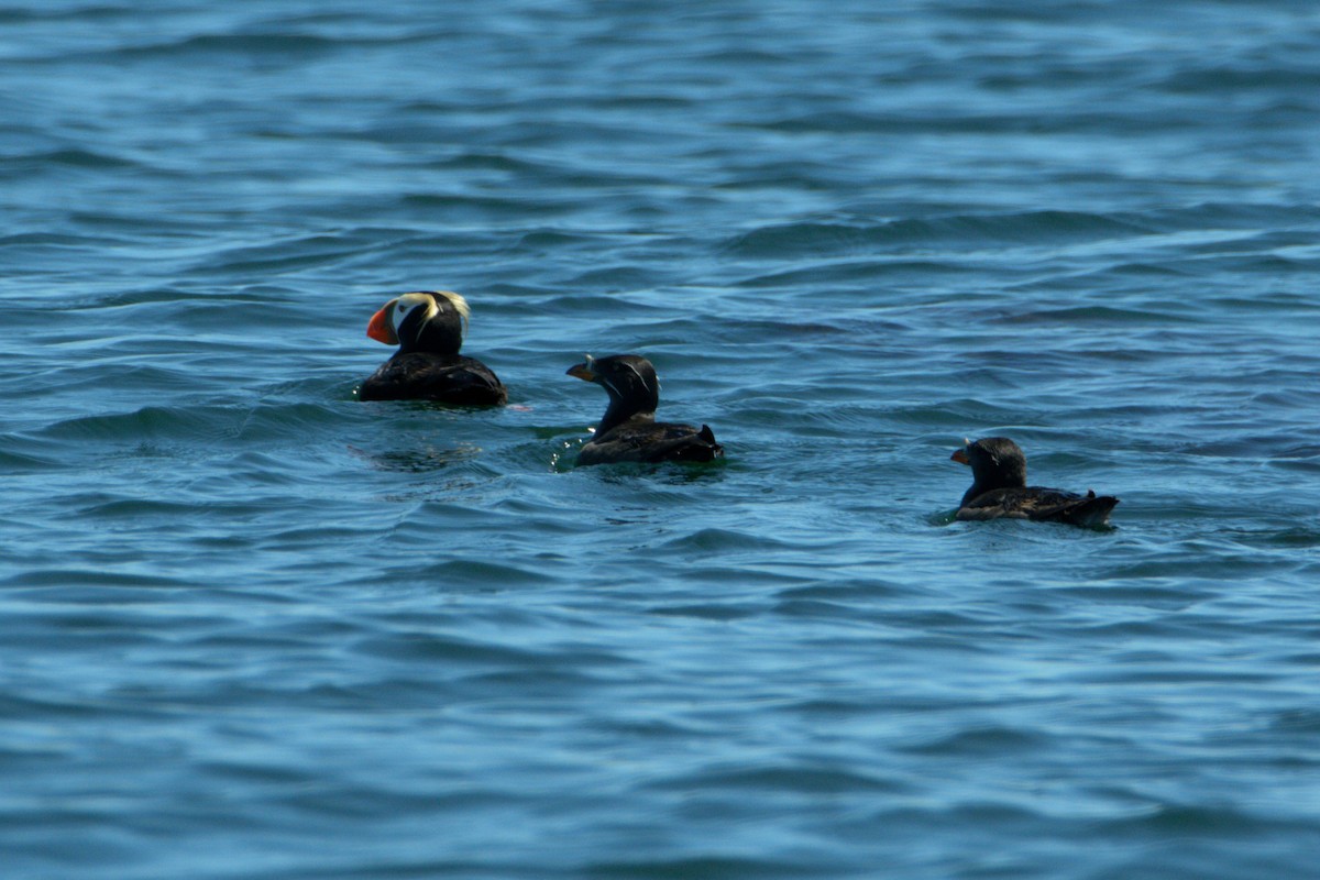 Rhinoceros Auklet - ML638561395
