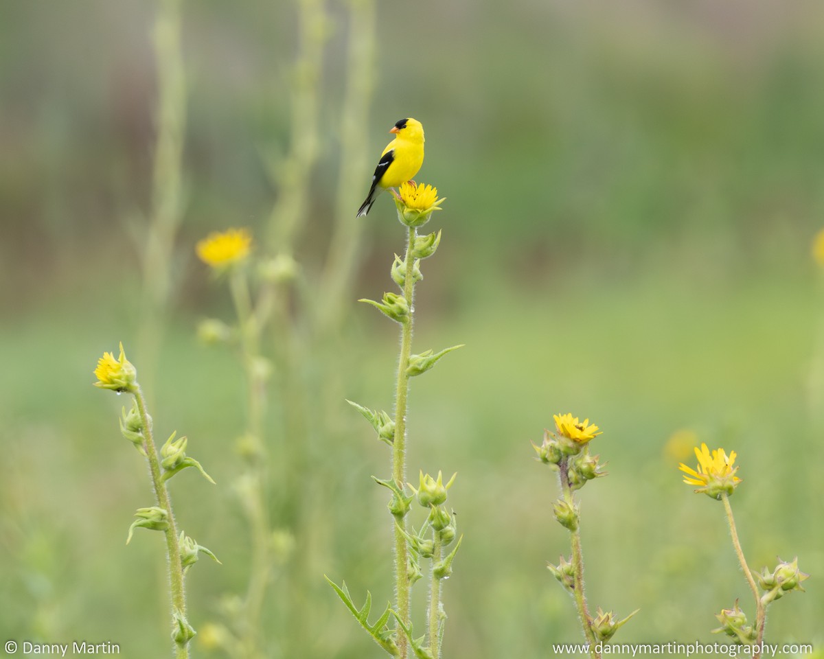 American Goldfinch - ML638561418