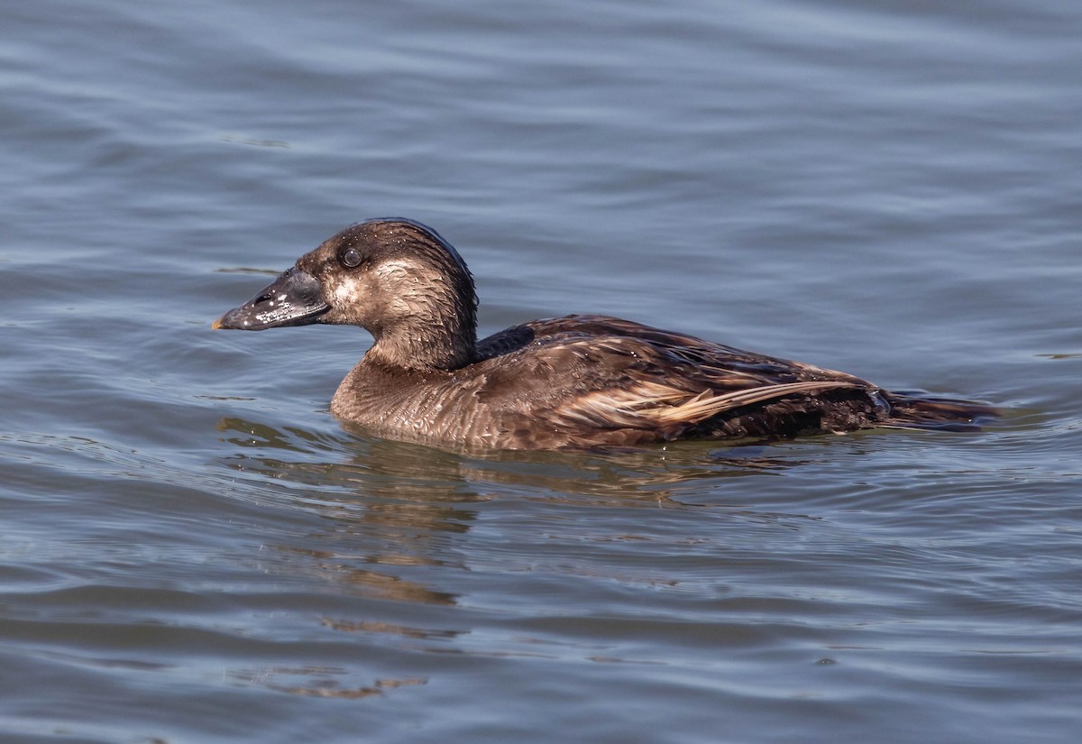 Surf Scoter - ML638561439