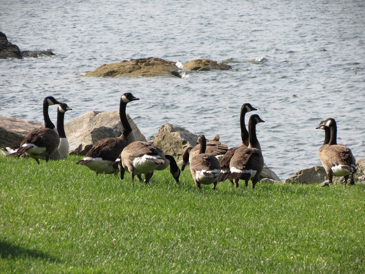 Canada Goose - ML638561440