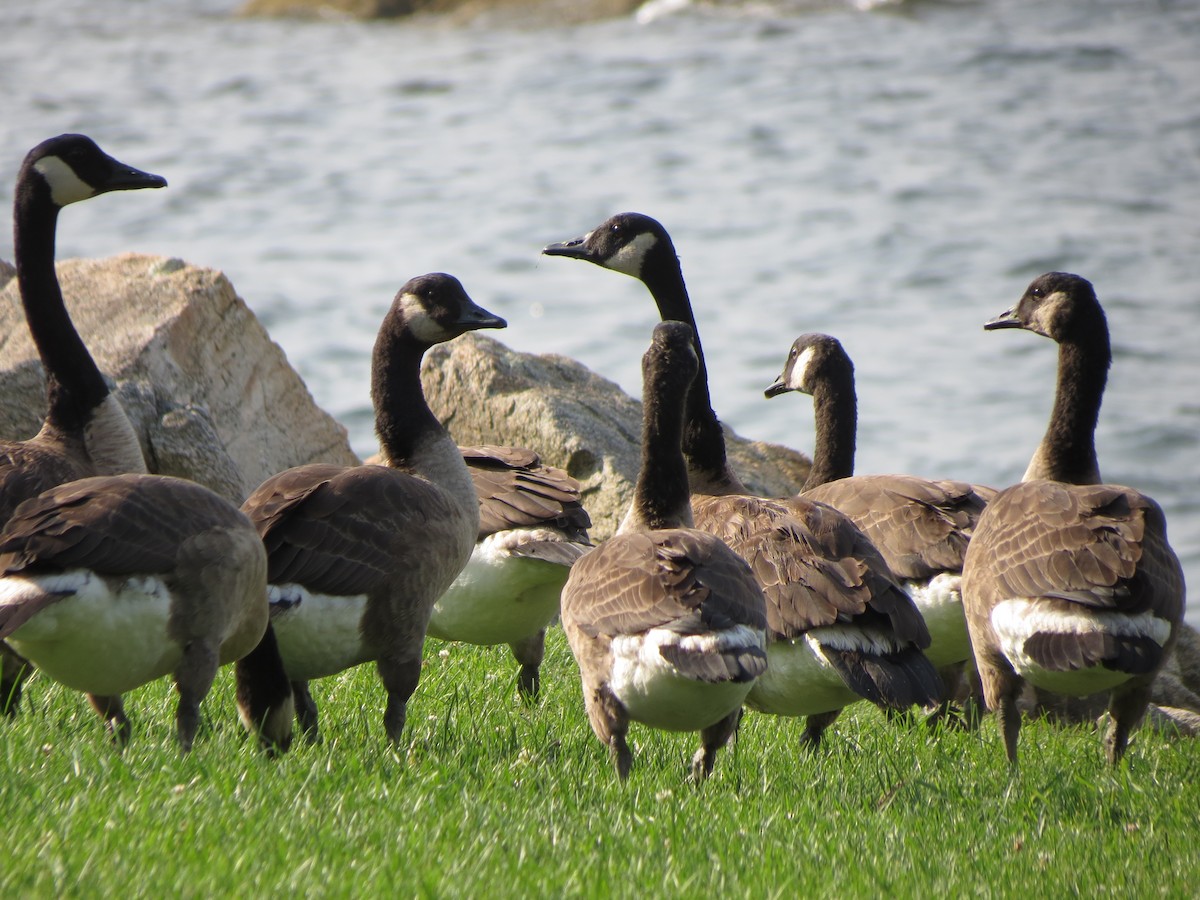 Canada Goose - ML638561447
