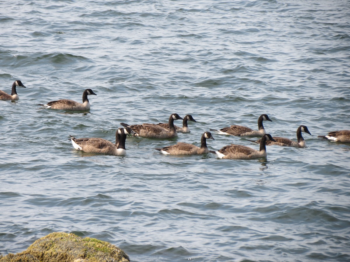Canada Goose - ML638561452