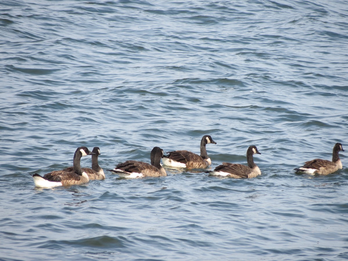 Canada Goose - ML638561455