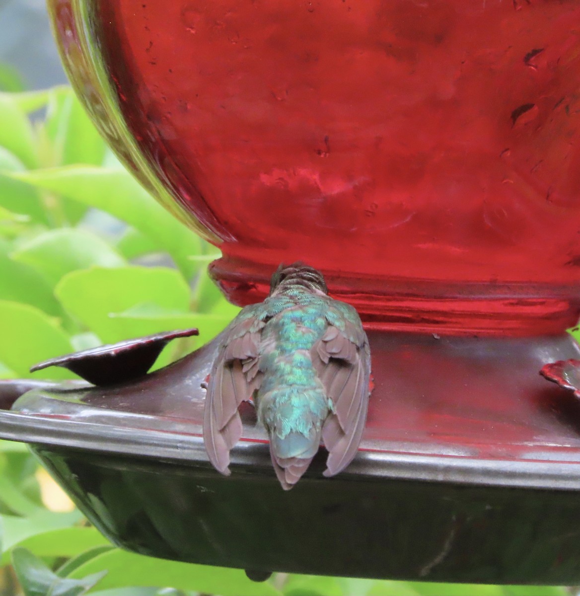 Colibrí Gorjirrubí - ML638561482