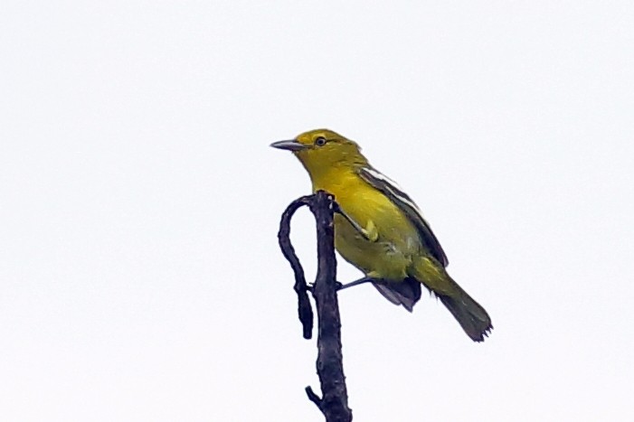 Iora Común - ML638561503