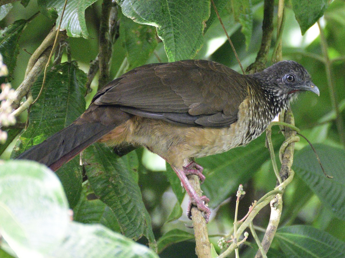 Chachalaca Moteada - ML638561508