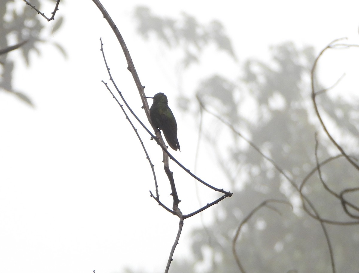 Copper-rumped Hummingbird - ML638561517