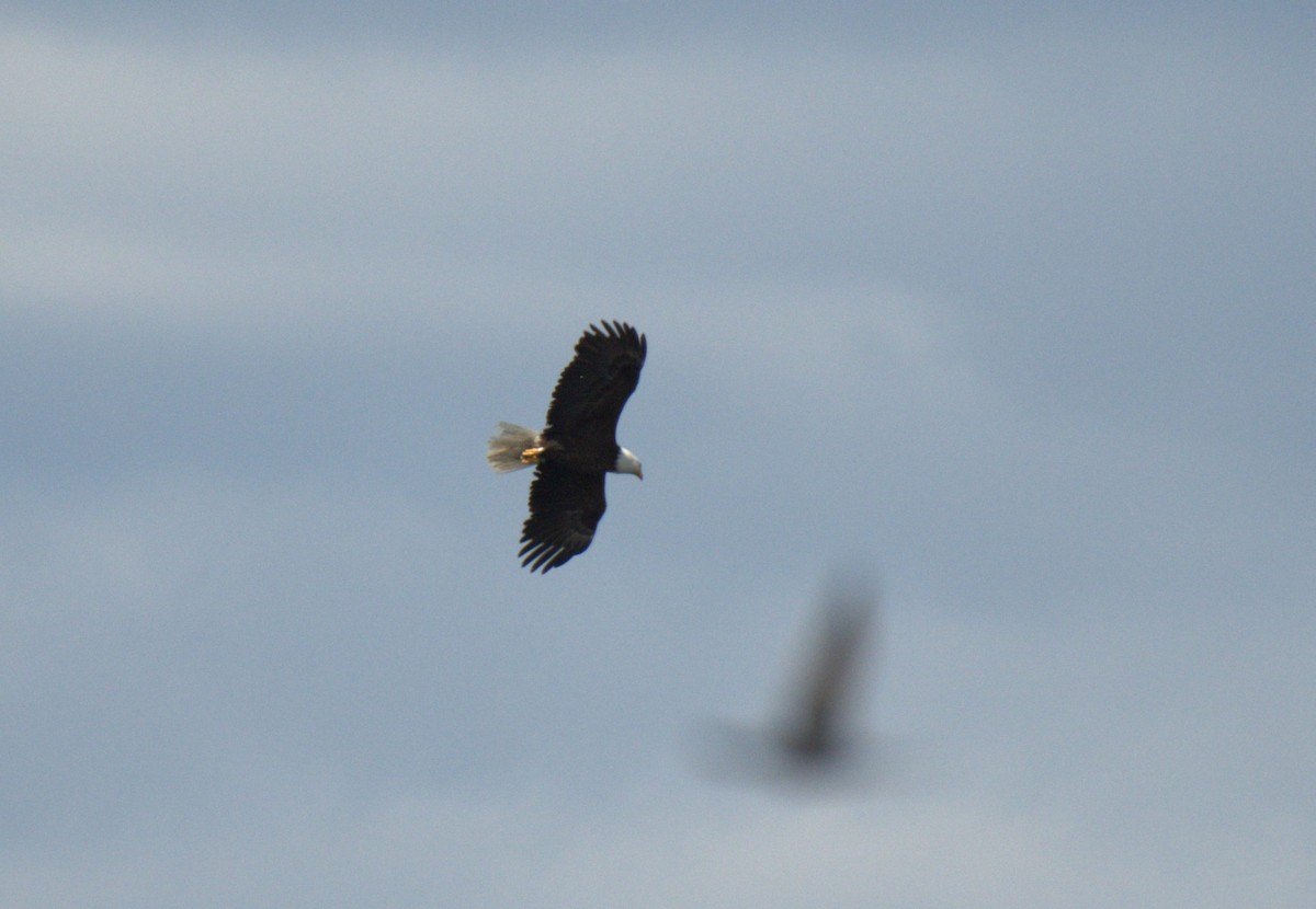 Bald Eagle - ML638561518