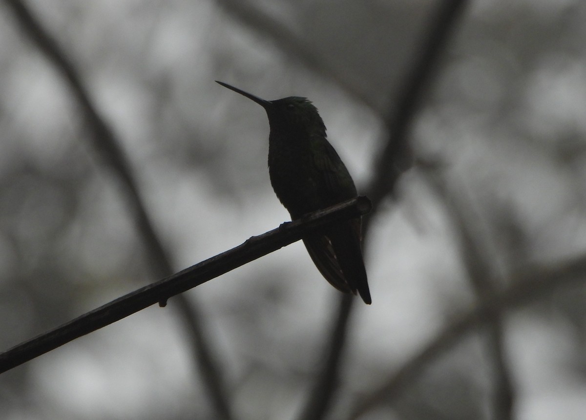 Copper-rumped Hummingbird - ML638561519
