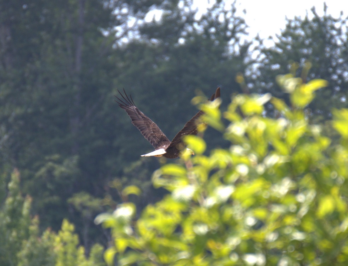 Bald Eagle - ML638561520