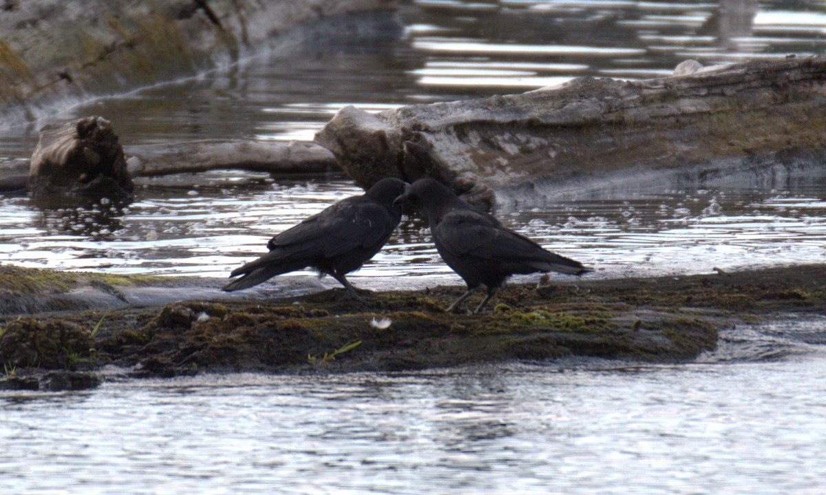 American Crow - ML638561567