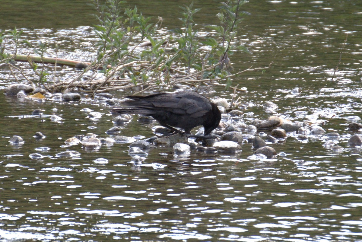 American Crow - ML638561568