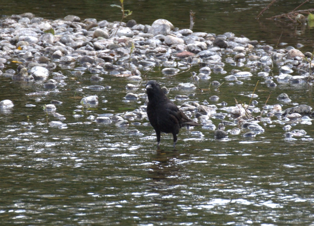 American Crow - ML638561569