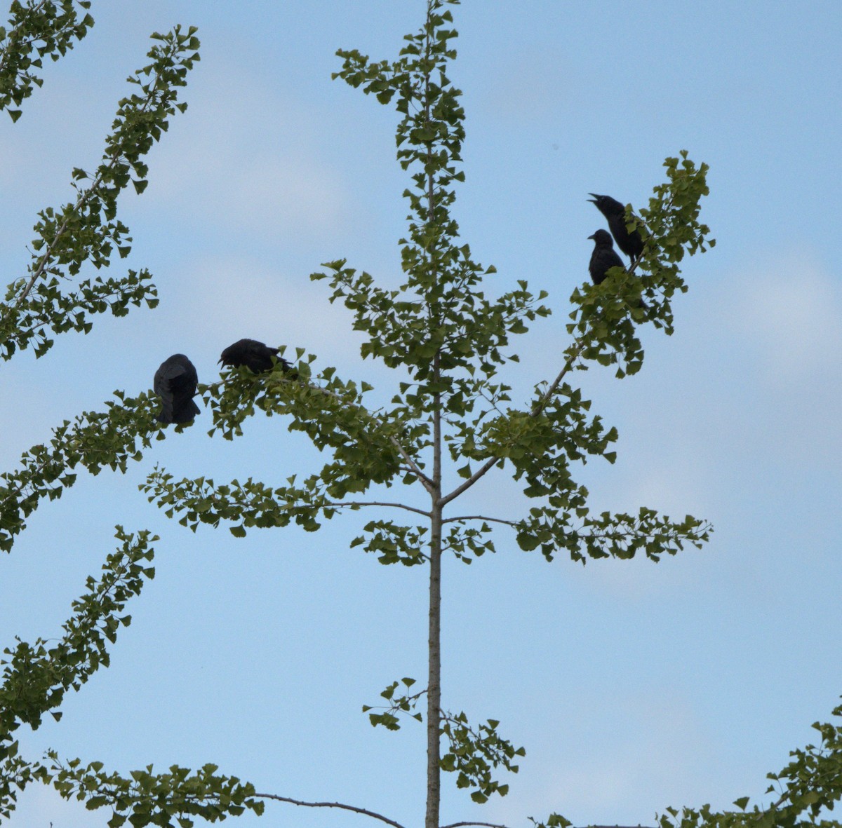 American Crow - ML638561570