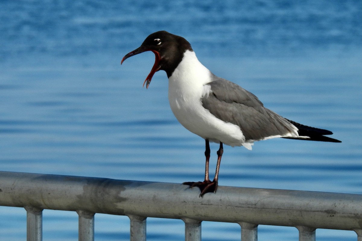 Laughing Gull - ML638561576
