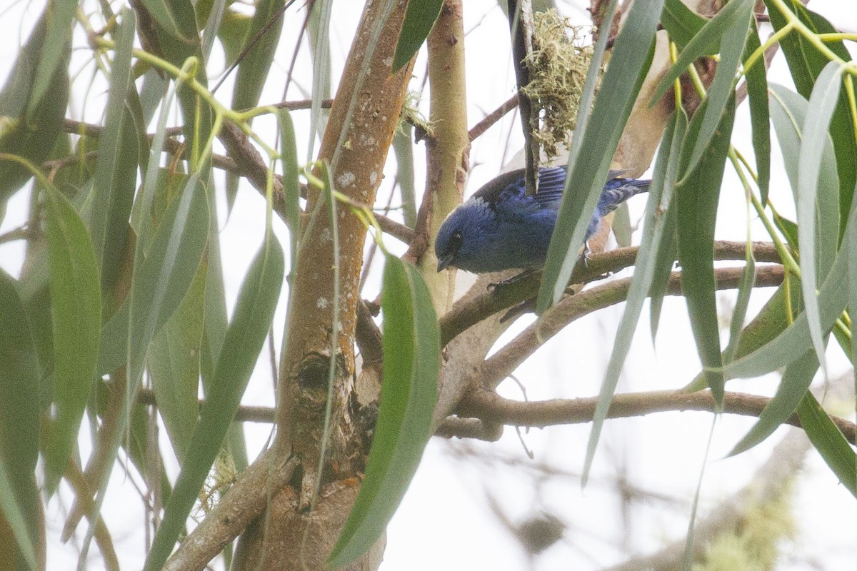 Blue-and-black Tanager - ML638561583