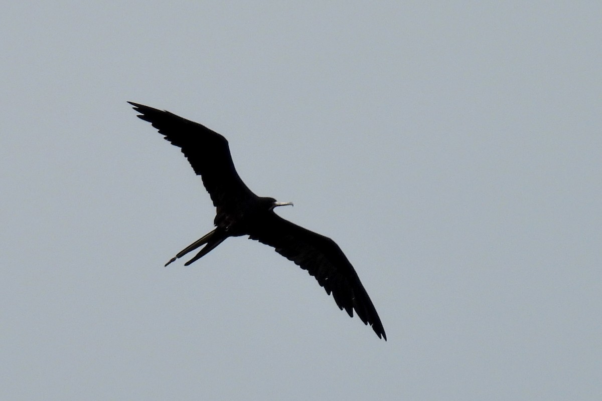 Magnificent Frigatebird - ML638561589
