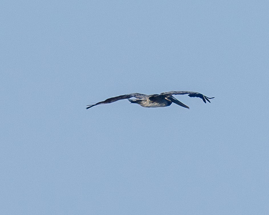 Brown Pelican - ML638561682
