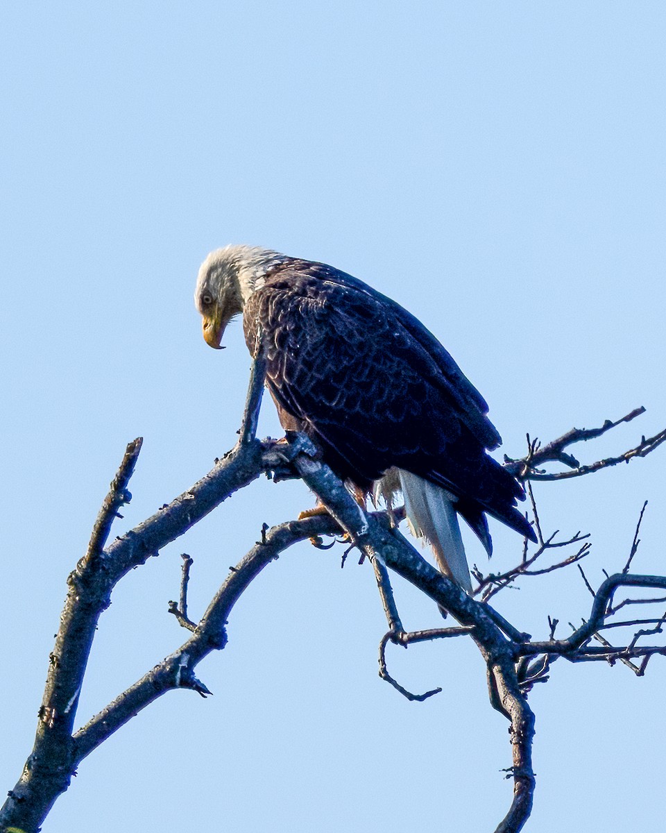 Bald Eagle - ML638561691
