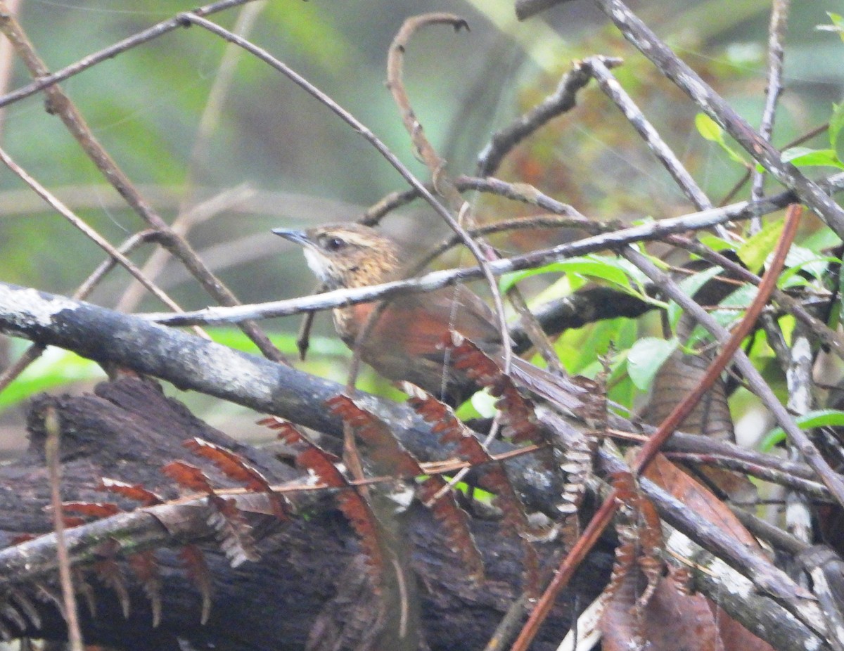 Stripe-breasted Spinetail - ML638561706