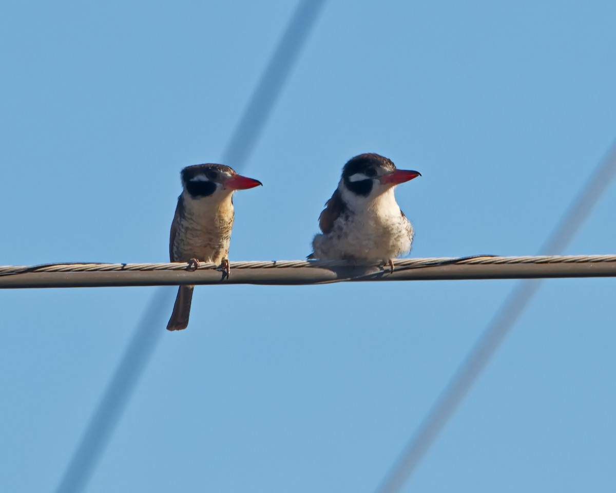 White-eared Puffbird - ML638561710