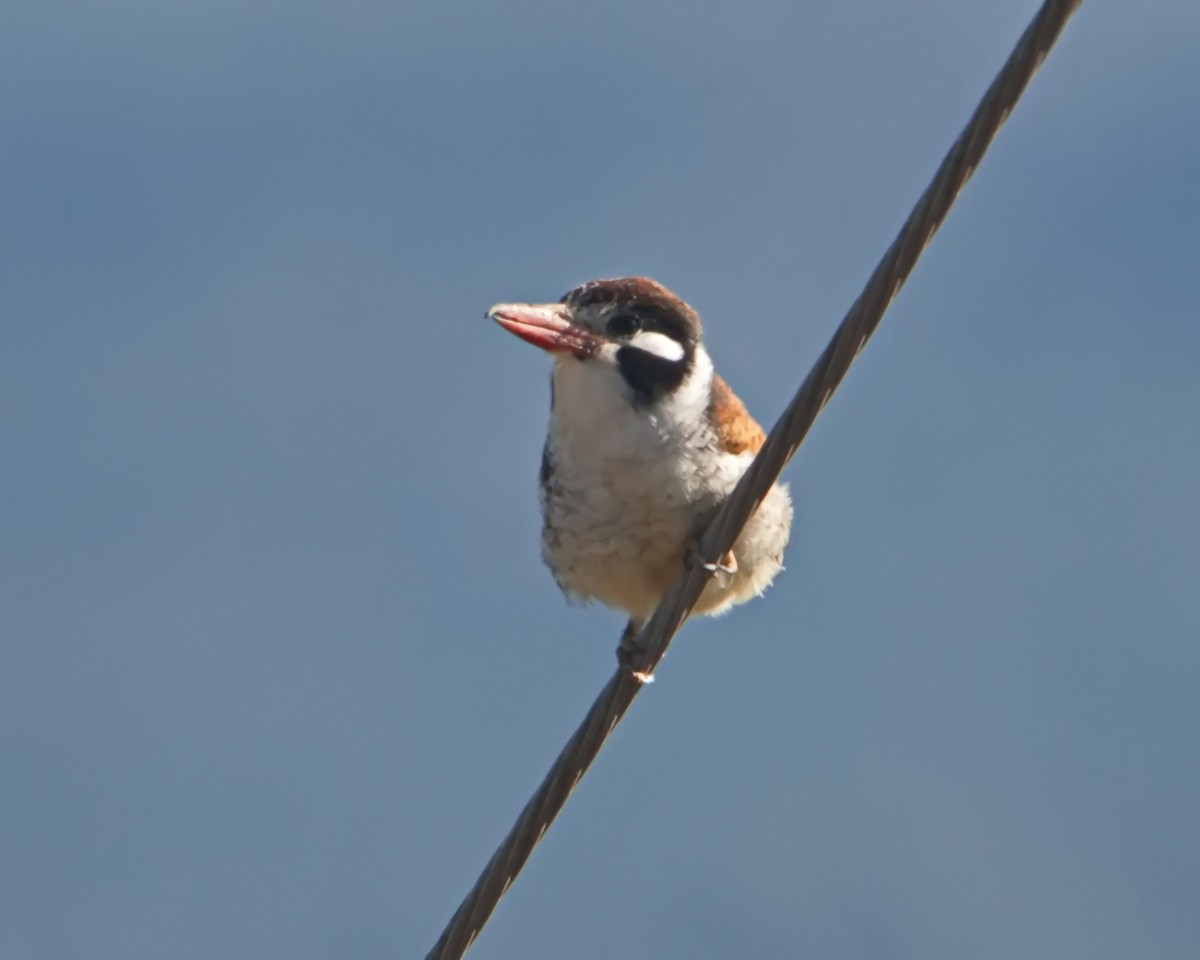 White-eared Puffbird - ML638561711