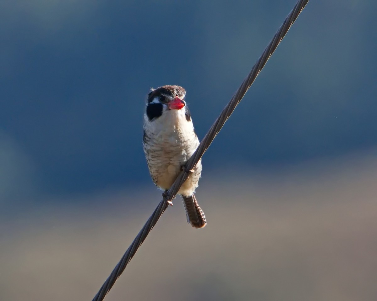 White-eared Puffbird - ML638561712