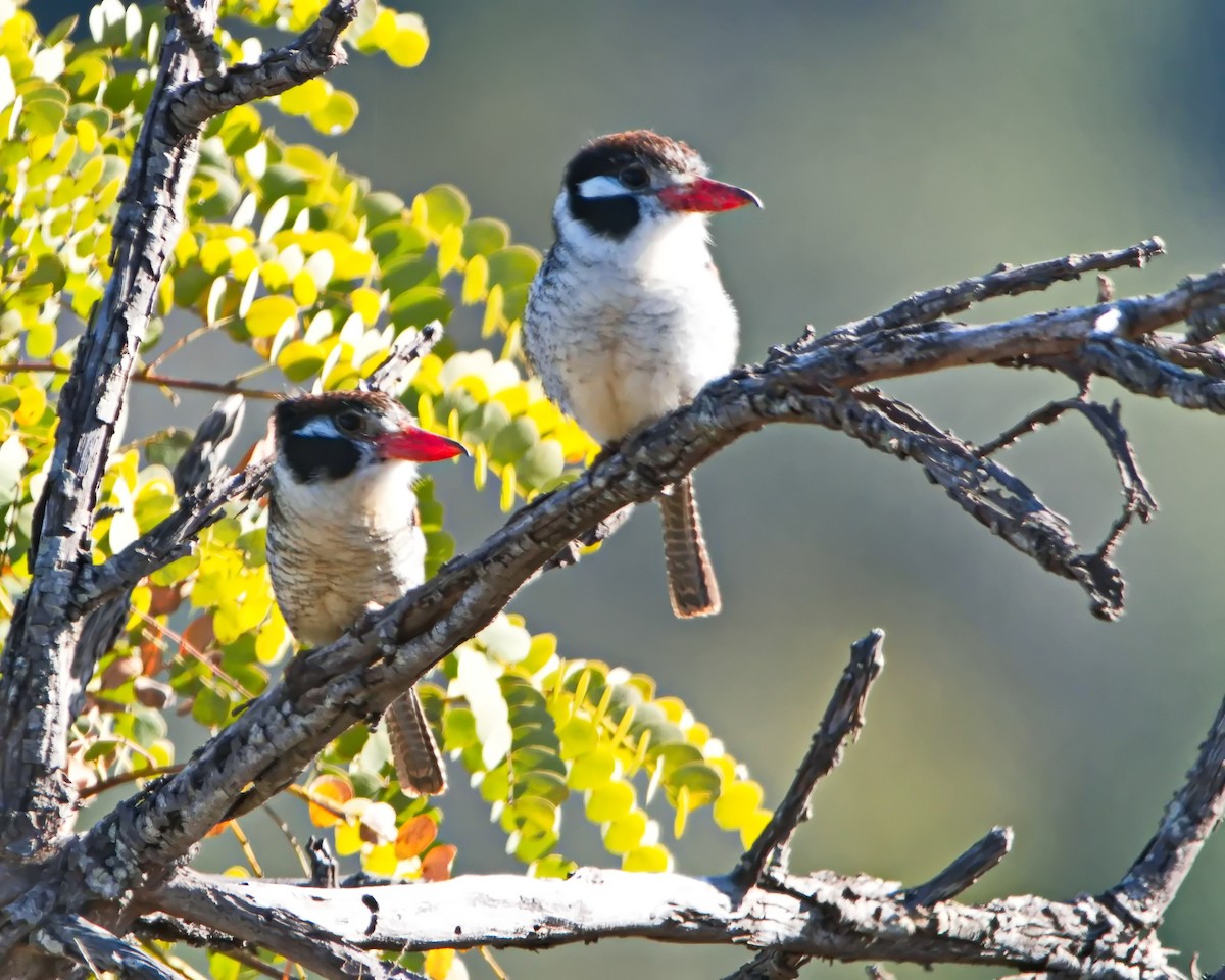 White-eared Puffbird - ML638561713