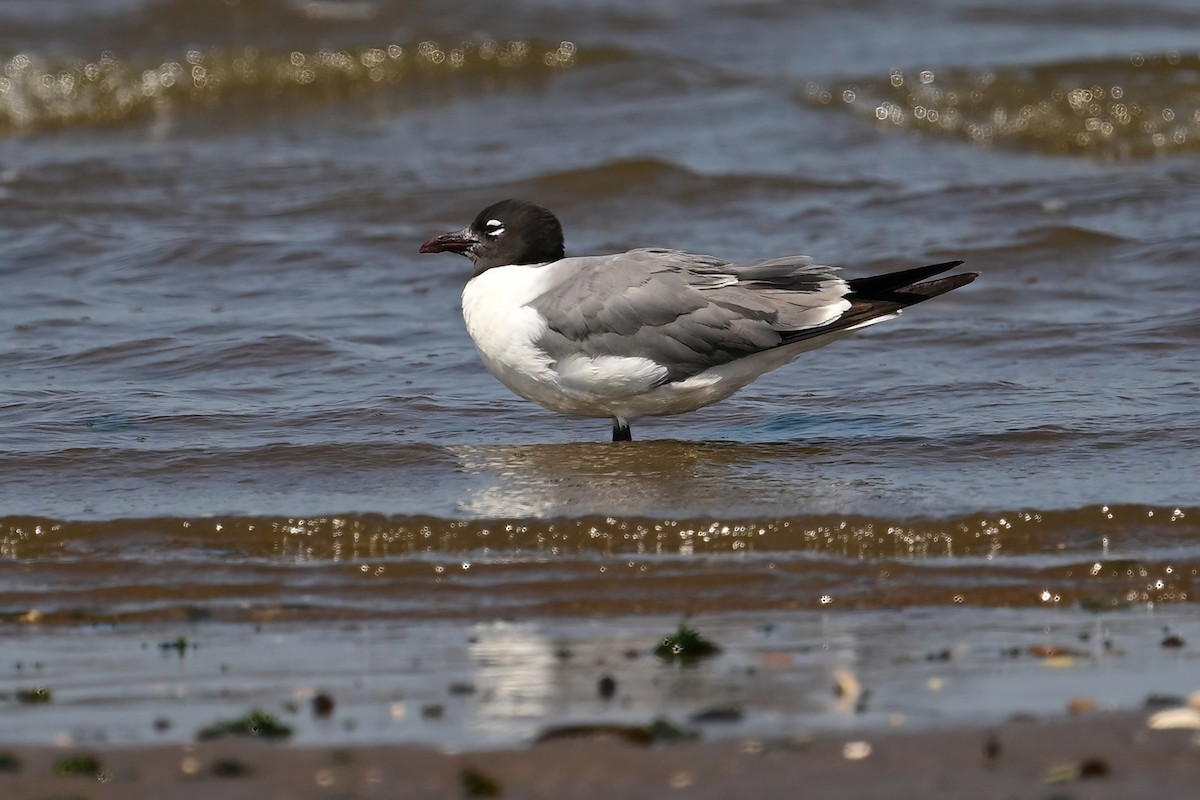 Laughing Gull - ML638561725