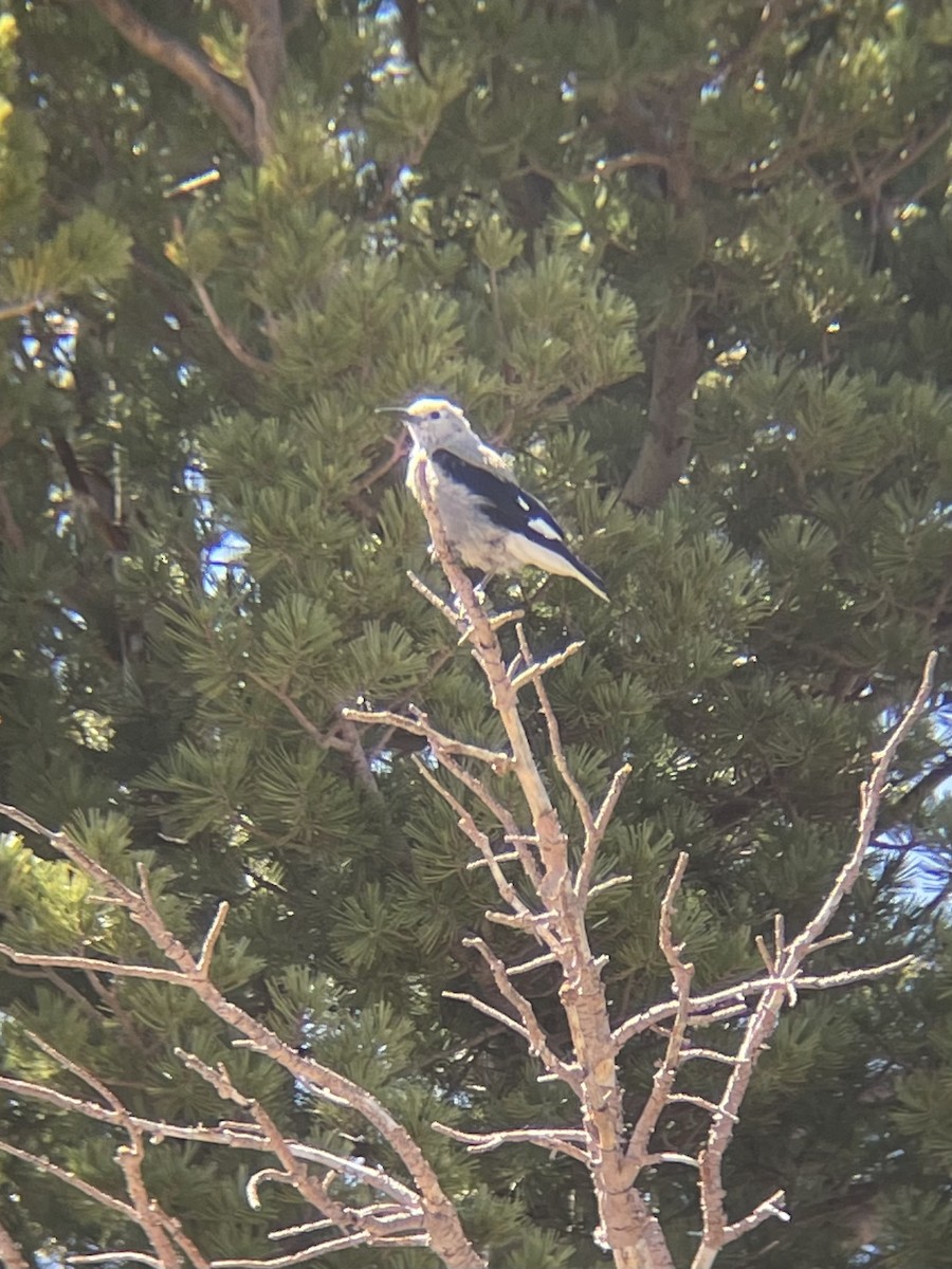 Clark's Nutcracker - ML638561732