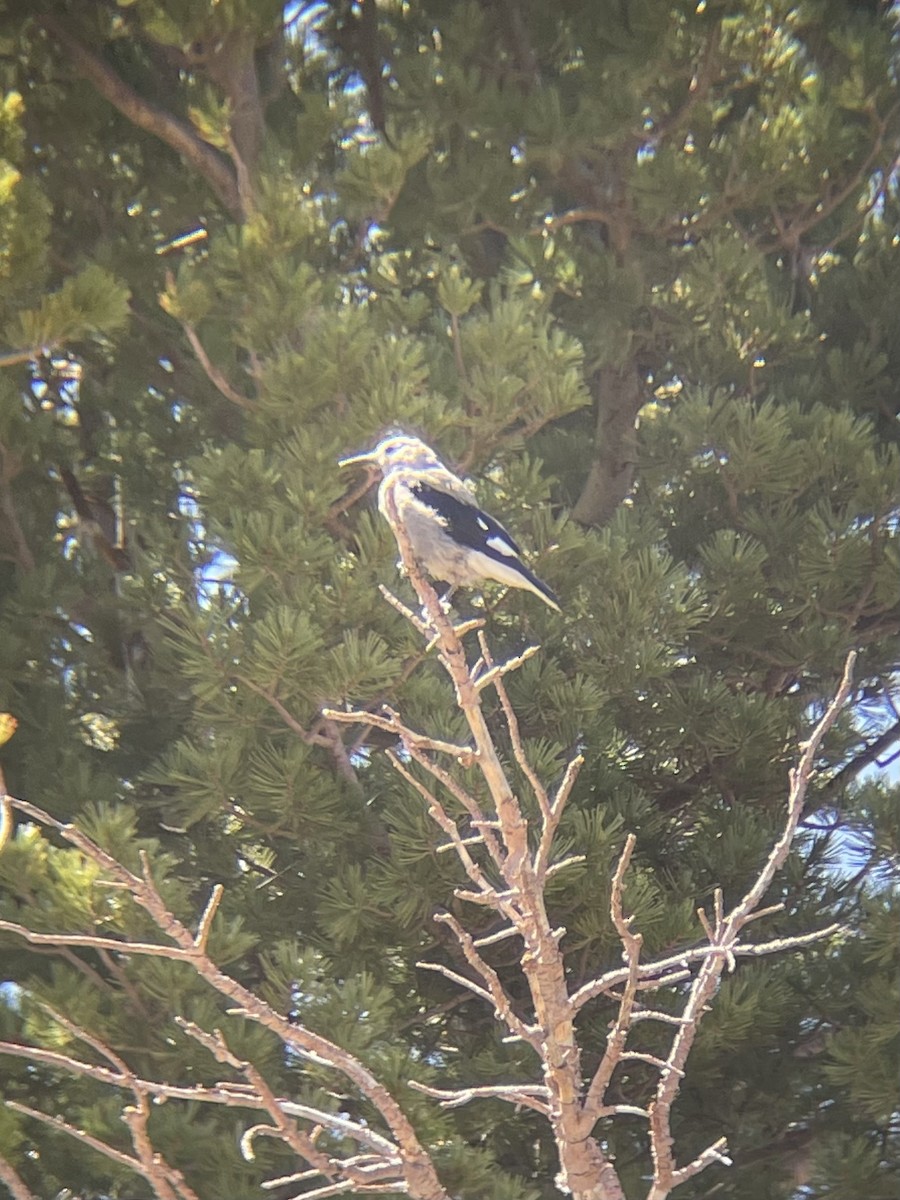 Clark's Nutcracker - ML638561733