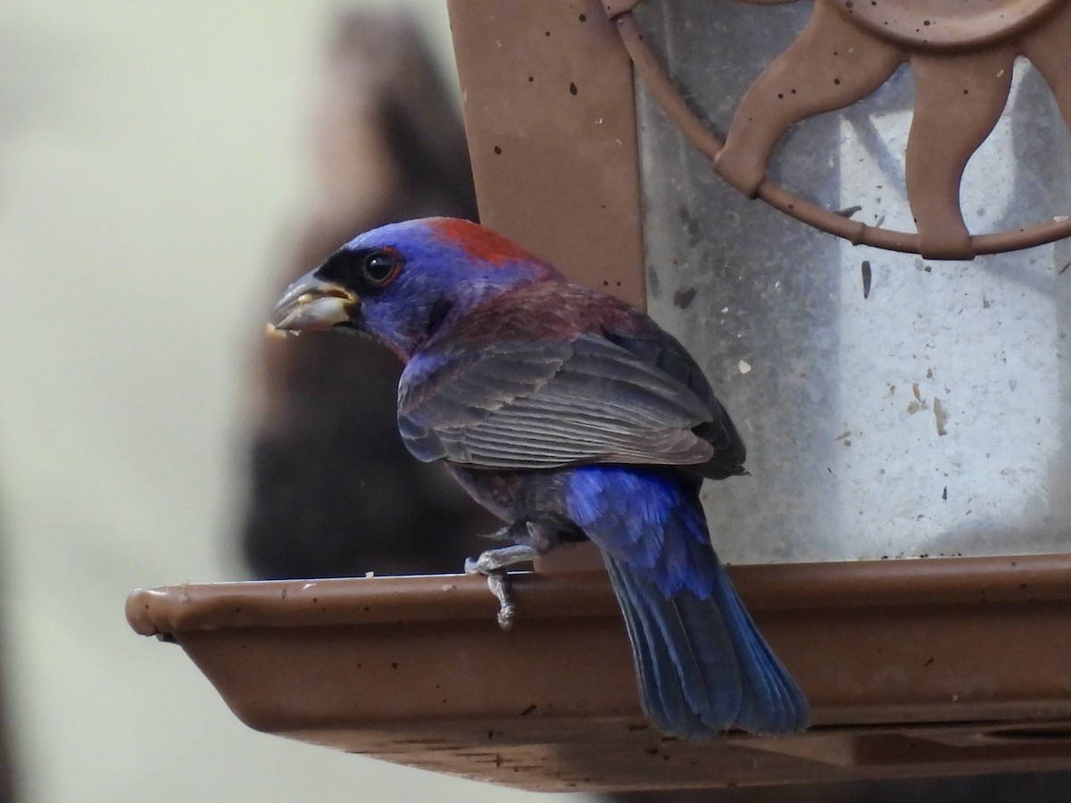 Varied Bunting - ML638561750