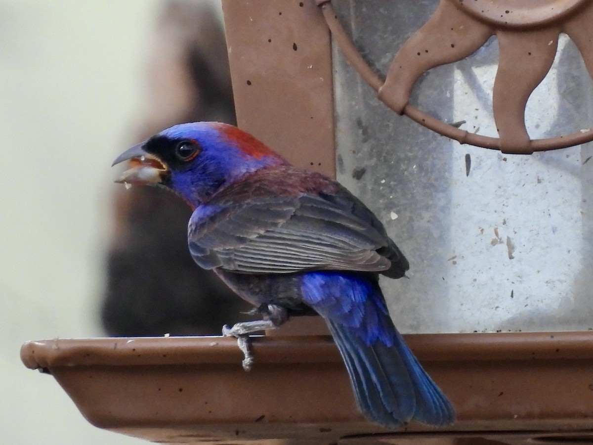 Varied Bunting - ML638561751