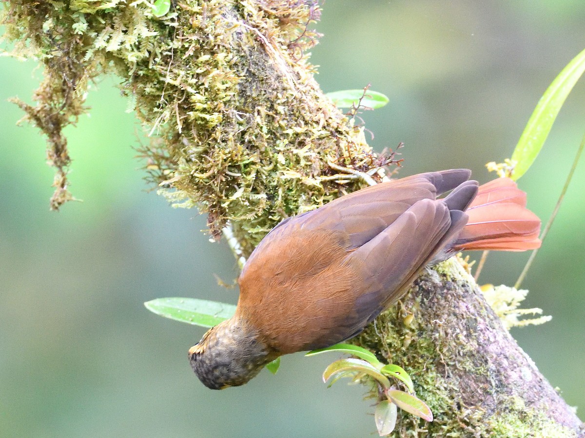 ウロコノドカマドドリ - ML638561781